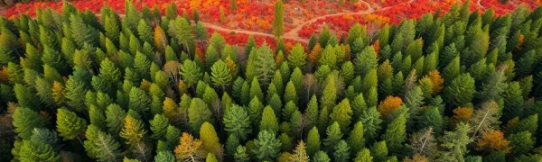 Governor Takes Action to Tackle Wildfire Threats in California