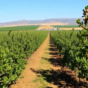A picturesque view of almond orchards in Ceres, California, highlighting agriculture.